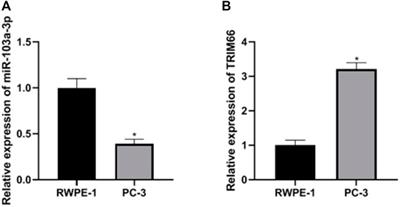 Effects of miR-103a-3p Targeted Regulation of TRIM66 Axis on Docetaxel Resistance and Glycolysis in Prostate Cancer Cells